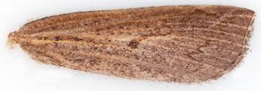 Attēlu rezultāti vaicājumam “Pediasia contaminella”