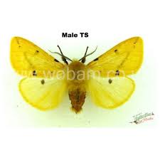 Attēlu rezultāti vaicājumam “Spilosoma lutea imago”