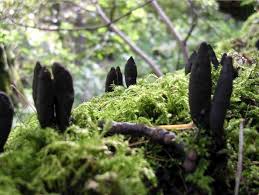 Attēlu rezultāti vaicājumam “Xylaria”