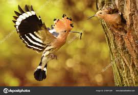 Attēlu rezultāti vaicājumam “Upupa epops”