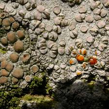 Attēlu rezultāti vaicājumam “Lecanora albella”