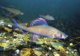 Image result for Thymallus thymallus