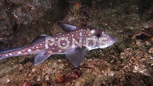 Image result for Hydrolagus colliei