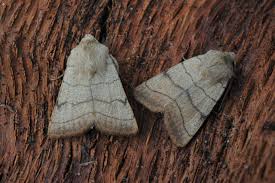 Attēlu rezultāti vaicājumam “Charanyca trigrammica”