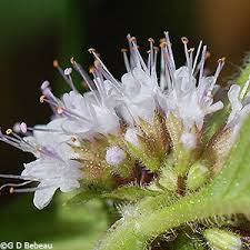 Attēlu rezultāti vaicājumam “Mentha arvensis bud”