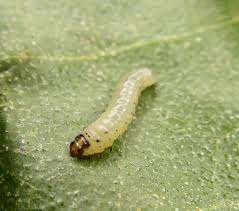 Attēlu rezultāti vaicājumam “Proutia betulina larva”