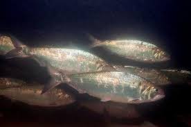 Image result for Alosa sapidissima
