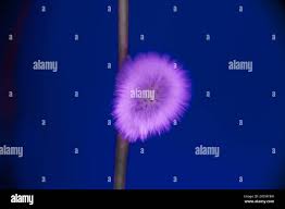 Attēlu rezultāti vaicājumam “Euura acutifoliae”