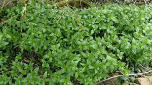 Attēlu rezultāti vaicājumam “Mercurialis perennis”