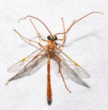 Attēlu rezultāti vaicājumam “Ophiotheca sp.”