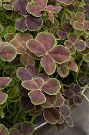 Attēlu rezultāti vaicājumam “Trifolium fragiferum leaf”