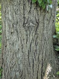 Attēlu rezultāti vaicājumam “Populus x berolinensis”