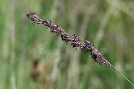 Attēlu rezultāti vaicājumam “Molinia caerulea flower”
