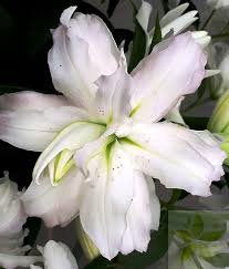 Image result for Lilie