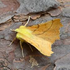 Attēlu rezultāti vaicājumam “Ennomos alniaria”