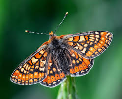 Attēlu rezultāti vaicājumam “Boloria eunomia underside”
