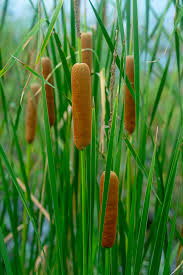 Attēlu rezultāti vaicājumam “Typha angustifolia  leaf”
