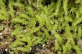 Attēlu rezultāti vaicājumam “Pohlia cruda”