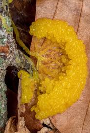 Attēlu rezultāti vaicājumam “Stemonitis flavogenita stalked”