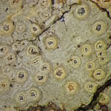 Attēlu rezultāti vaicājumam “Thelotrema lepadinum”