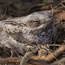 Attēlu rezultāti vaicājumam “Caprimulgus europaeus nest”