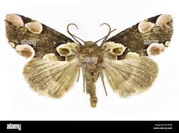 Attēlu rezultāti vaicājumam “Drepanidae”