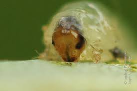 Attēlu rezultāti vaicājumam “Caliroa annulipes”