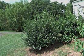 Attēlu rezultāti vaicājumam “Ligustrum vulgare”