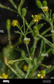 Attēlu rezultāti vaicājumam “Ranunculus sceleratus fruit”