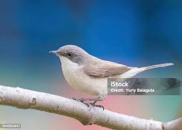 Attēlu rezultāti vaicājumam “Sylvia curruca”