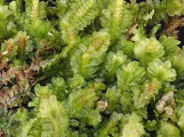 Attēlu rezultāti vaicājumam “Diplophyllum albicans”