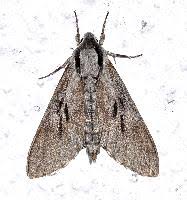 Attēlu rezultāti vaicājumam “Sphinx pinastri”