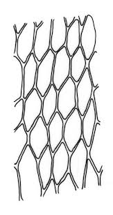 Attēlu rezultāti vaicājumam “Bryum funkii”