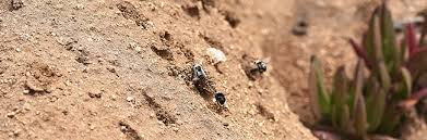 Image result for Boccia In Epsom & Ewell (Bees)