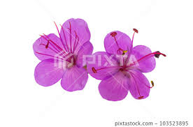 Attēlu rezultāti vaicājumam “Geranium bohemicum”