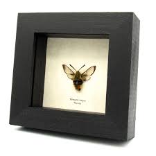 Attēlu rezultāti vaicājumam “Hemaris tityus”