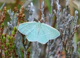 Attēlu rezultāti vaicājumam “Chlorissa viridata”