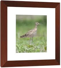 Image result for Numenius minutus