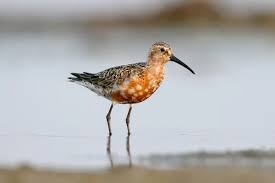 Attēlu rezultāti vaicājumam “Calidris ferruginea adult”