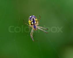 Attēlu rezultāti vaicājumam “Argiope bruennichi”