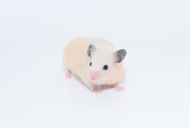 Image result for хомяк