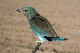 Attēlu rezultāti vaicājumam “Coracias garrulus”