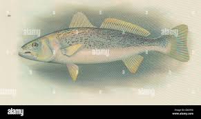 Image result for Cynoscion regalis