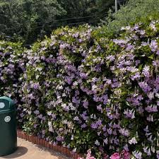 Image result for Mole Valley Mini Tennis Club