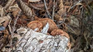 Attēlu rezultāti vaicājumam “Phellinus populicola”