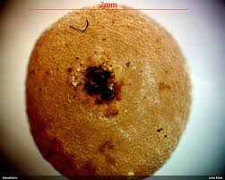 Attēlu rezultāti vaicājumam “Lycogala paraconfusum sessile”