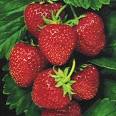 Organic Strawberries