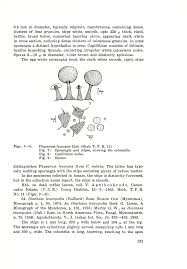 Attēlu rezultāti vaicājumam “Physarum leucopus spores”