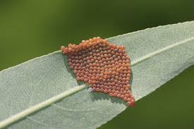 Attēlu rezultāti vaicājumam “Nymphalis antiopa underside”
