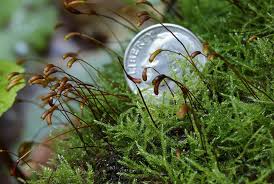 Attēlu rezultāti vaicājumam “Hygroamblystegium tenax”